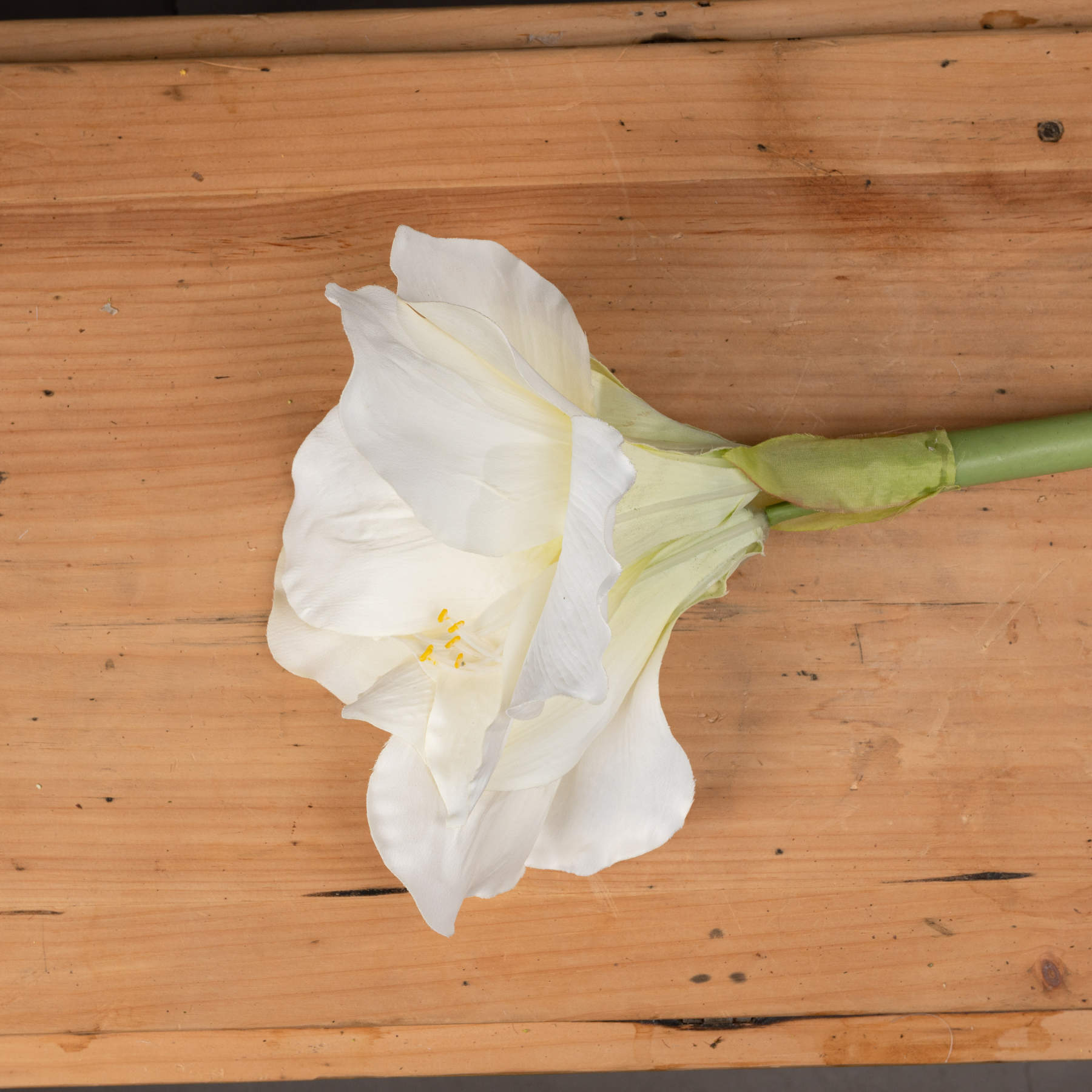 Single Classic White Amaryllis Flower