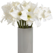 Single Classic White Amaryllis Flower