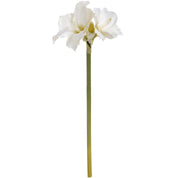 Single Classic White Amaryllis Flower