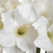 Single Classic White Amaryllis Flower