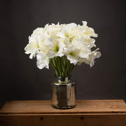 Single Classic White Amaryllis Flower