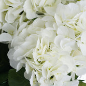 White Hydrangea Bouquet