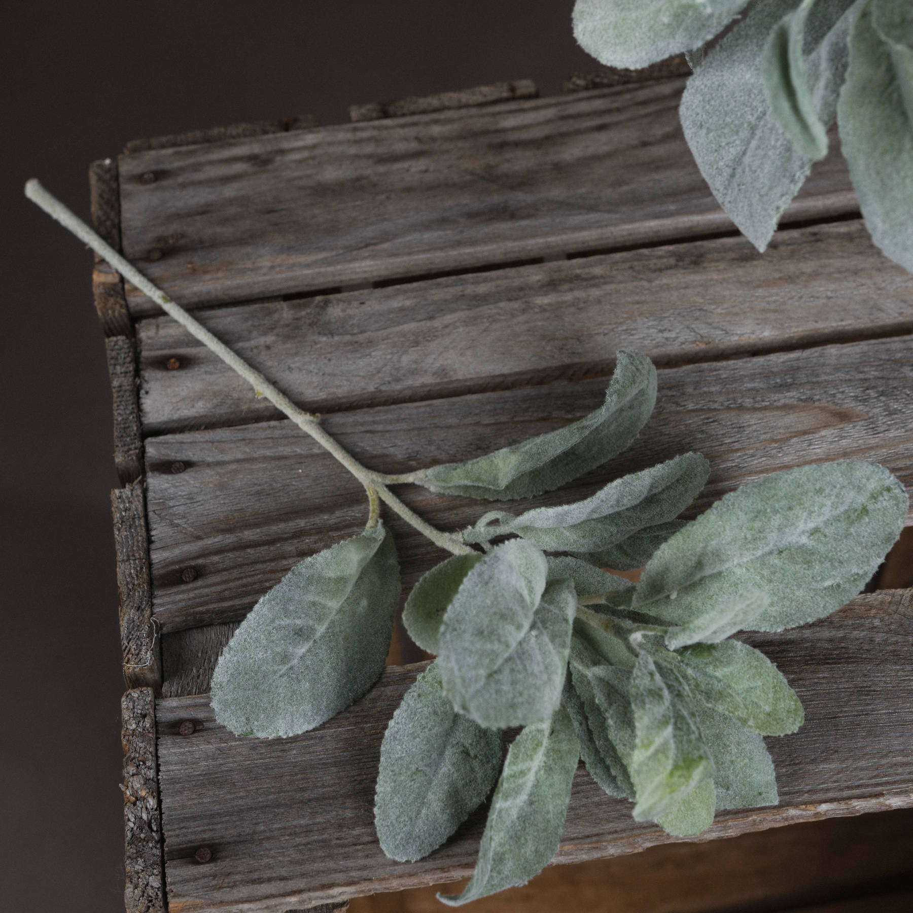 Lambs Ear Spray Single Stem