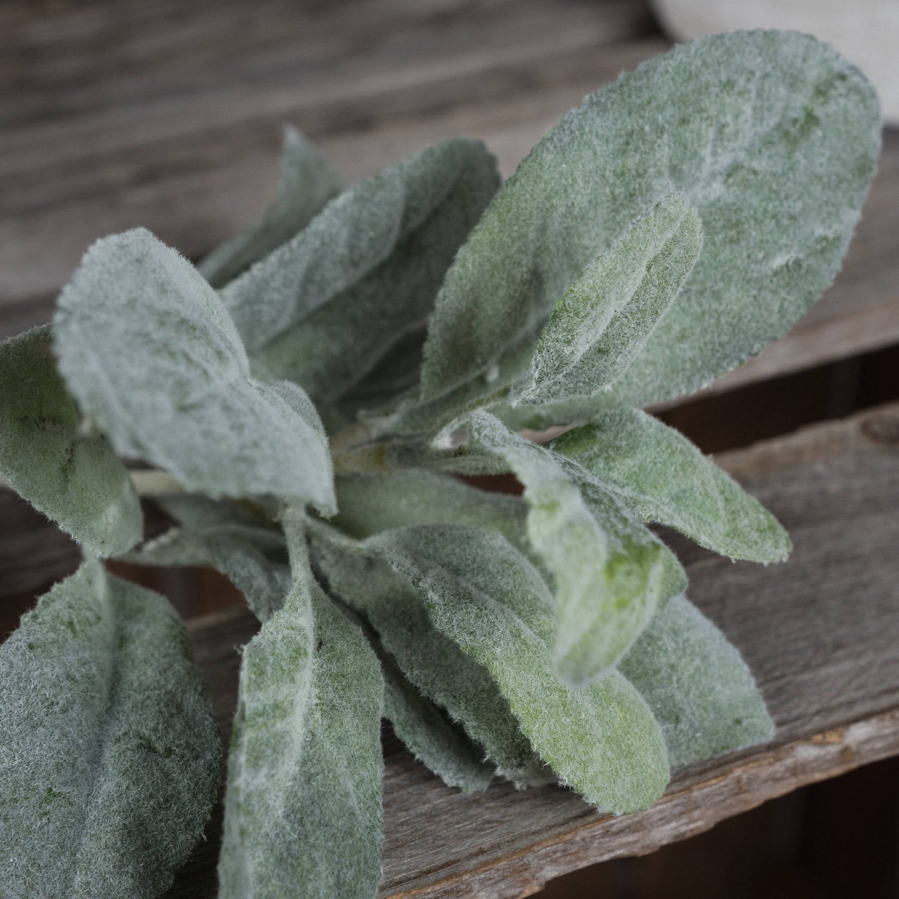 Lambs Ear Spray Single Stem