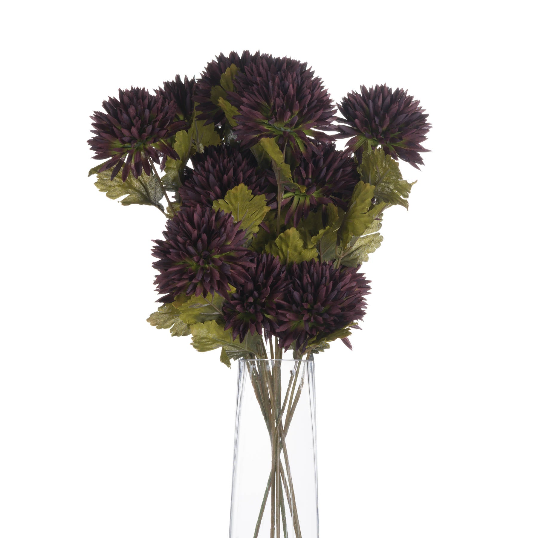 Single Chocolate Chrysanthemum