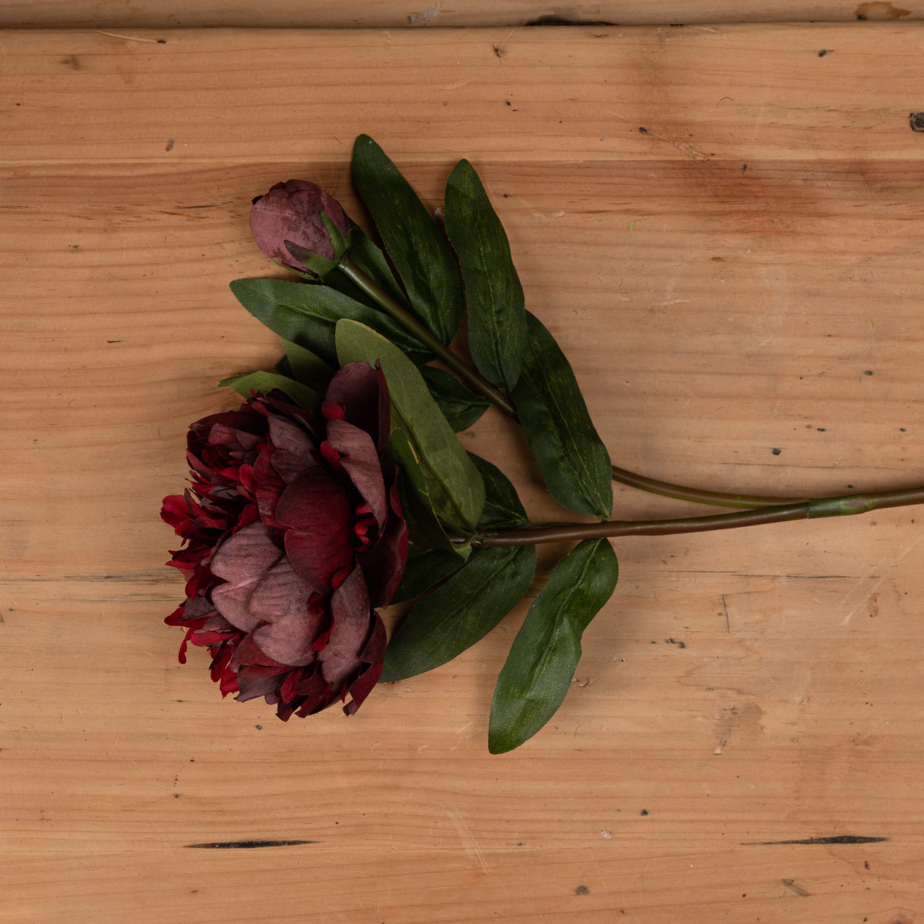 Single Burgundy Peony Rose