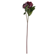 Single Burgundy Peony Rose