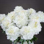 Single Classic White Peony