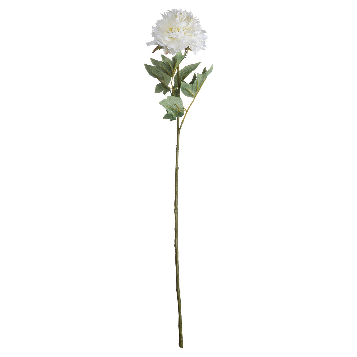 Single Classic White Peony