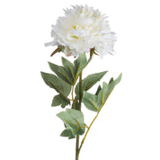 Single Classic White Peony