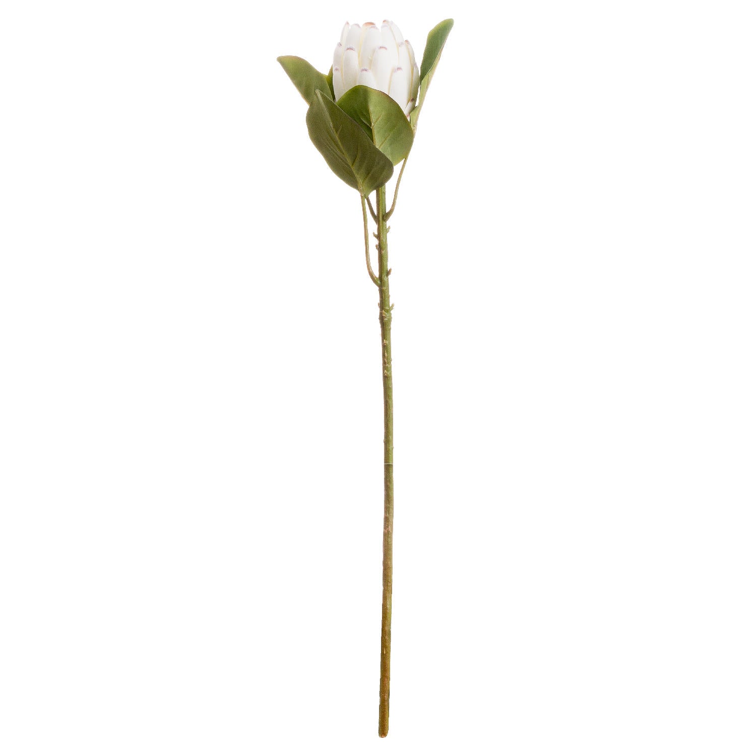 Closed White Protea stem