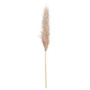 Single Butter Pampas Grass