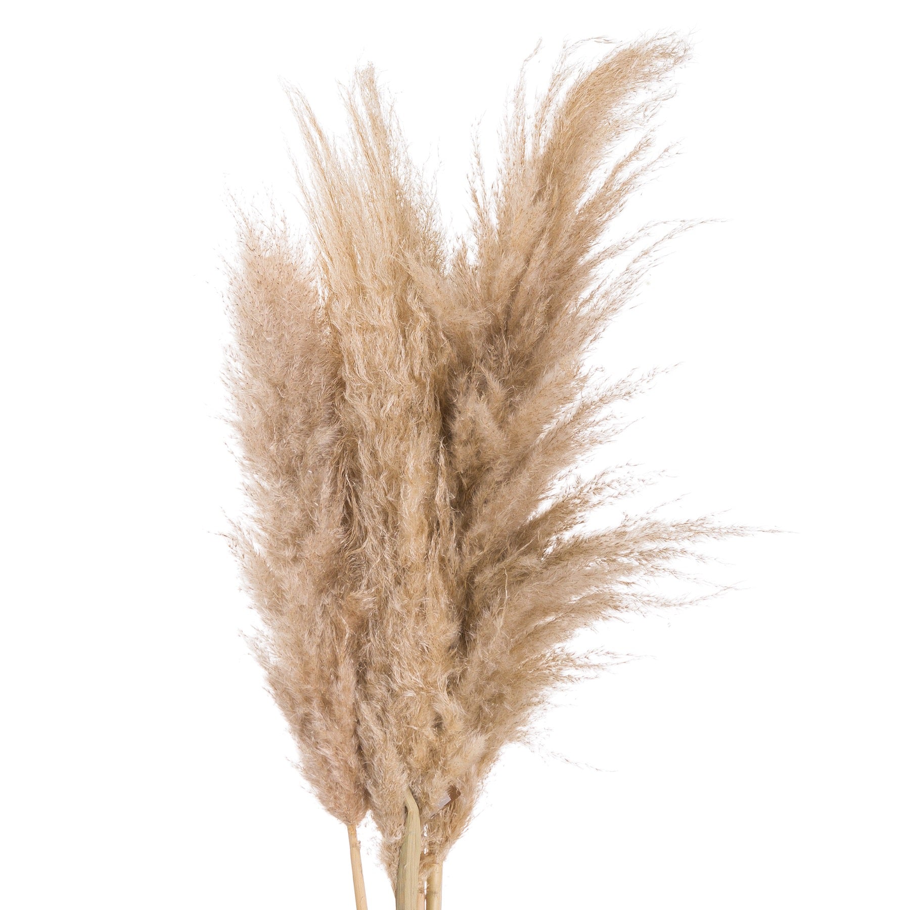 Single Butter Pampas Grass