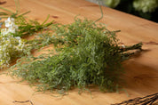 Asparagus Fern Bunch