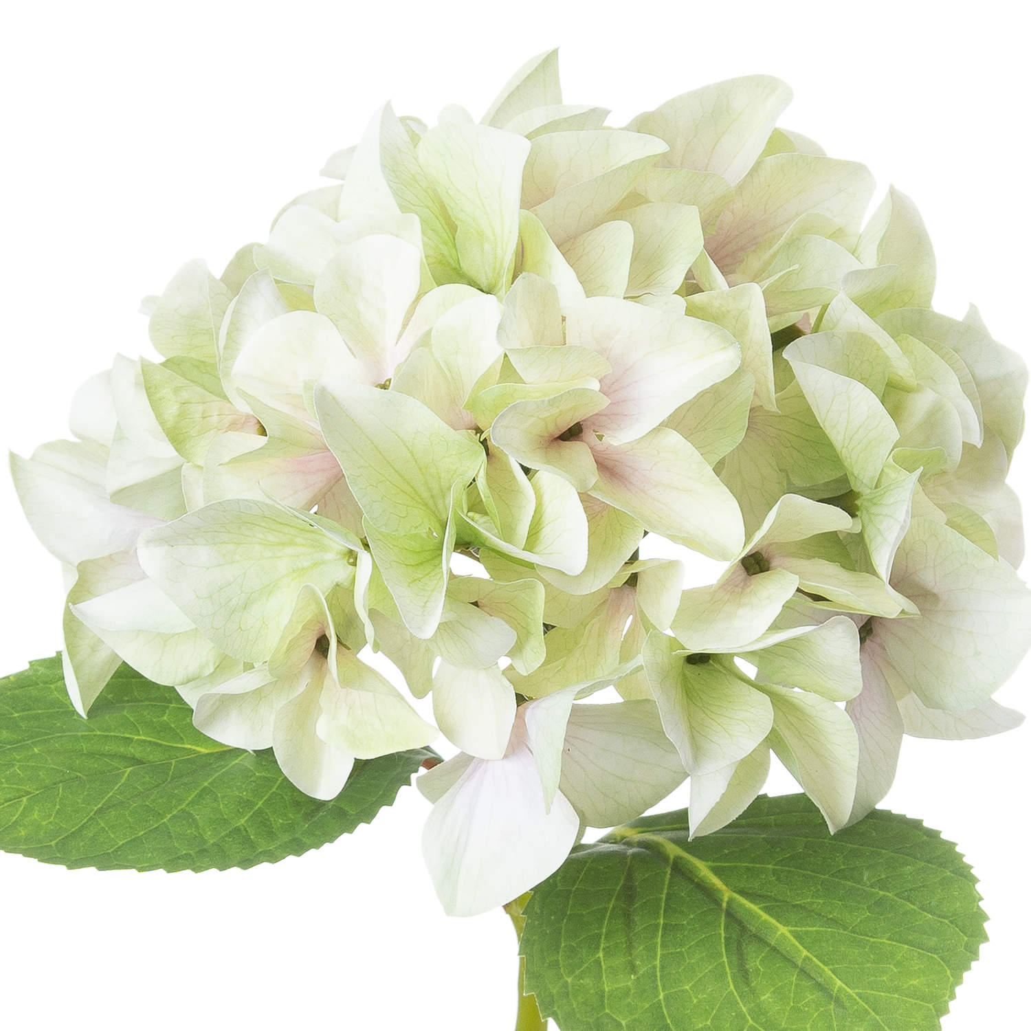 Shabby Green Single Hydrangea