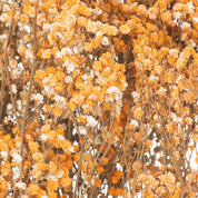 Dried Orange Babys Breath Bunch