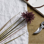 Single Burgundy Aster Spider Chrysanthemum Stem