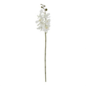 Large White Butterfly Orchid Stem