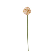 The Natural Garden Collection White & Apricot Allium