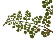 The Natural Garden Collection Maidenhair Fern Stem