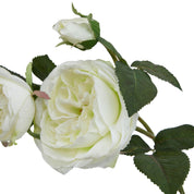 The Natural Garden Collection White Charity Rose