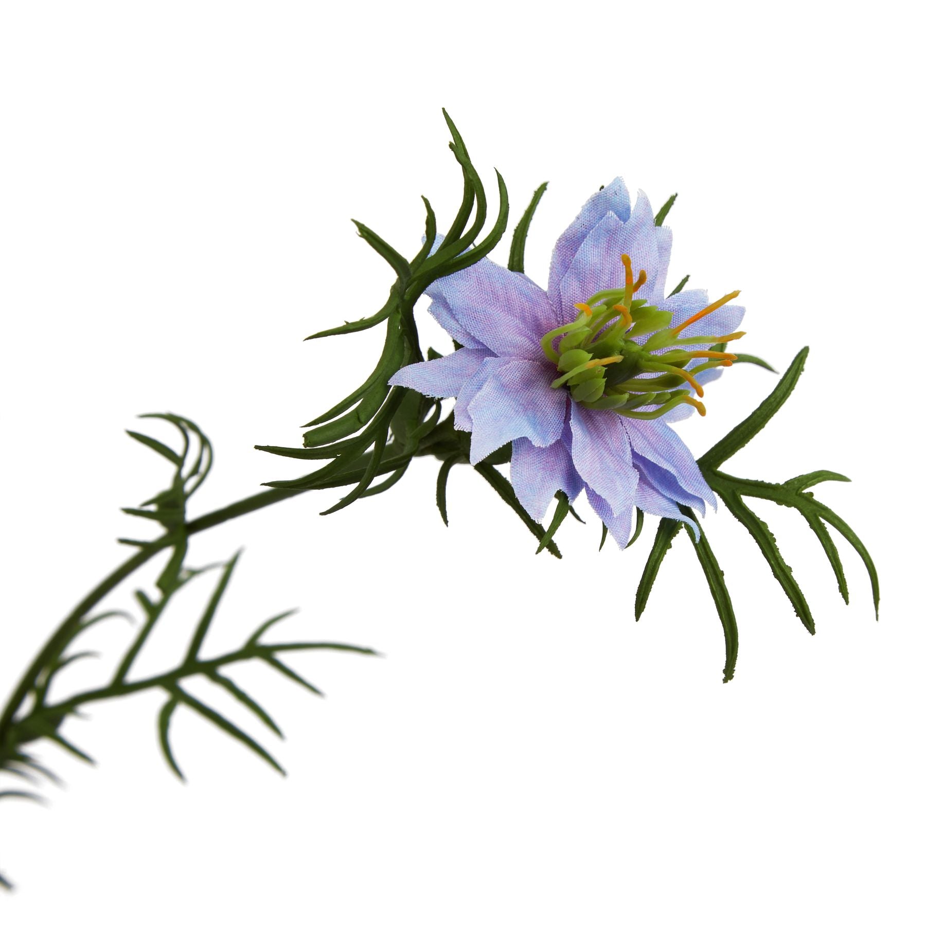 The Natural Garden Collection Purple Nigella Love In A Mist