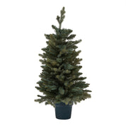 Medium Fir Tree In English Pine Potted Tree Christmas Tree - 90cm